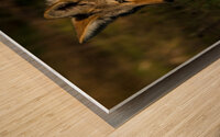 Coyote close view Wood print