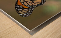  Monarch and Honey Bee Wood print