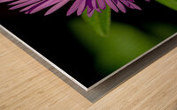 New England Aster in morning sun Wood print