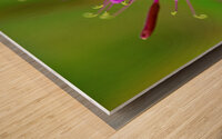 Rocky Mountain bee-plant  Wood print