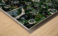 dew drops on a spiderweb Wood print