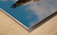  Osprey in flight Wood print